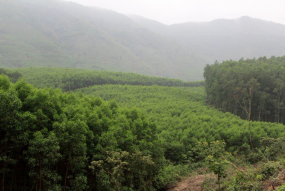 Acacia plantations vietnam cooperative 