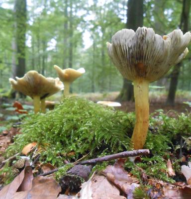 Mushroom in Belgian forest