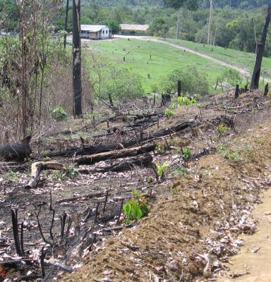 deforestation next to forest concession