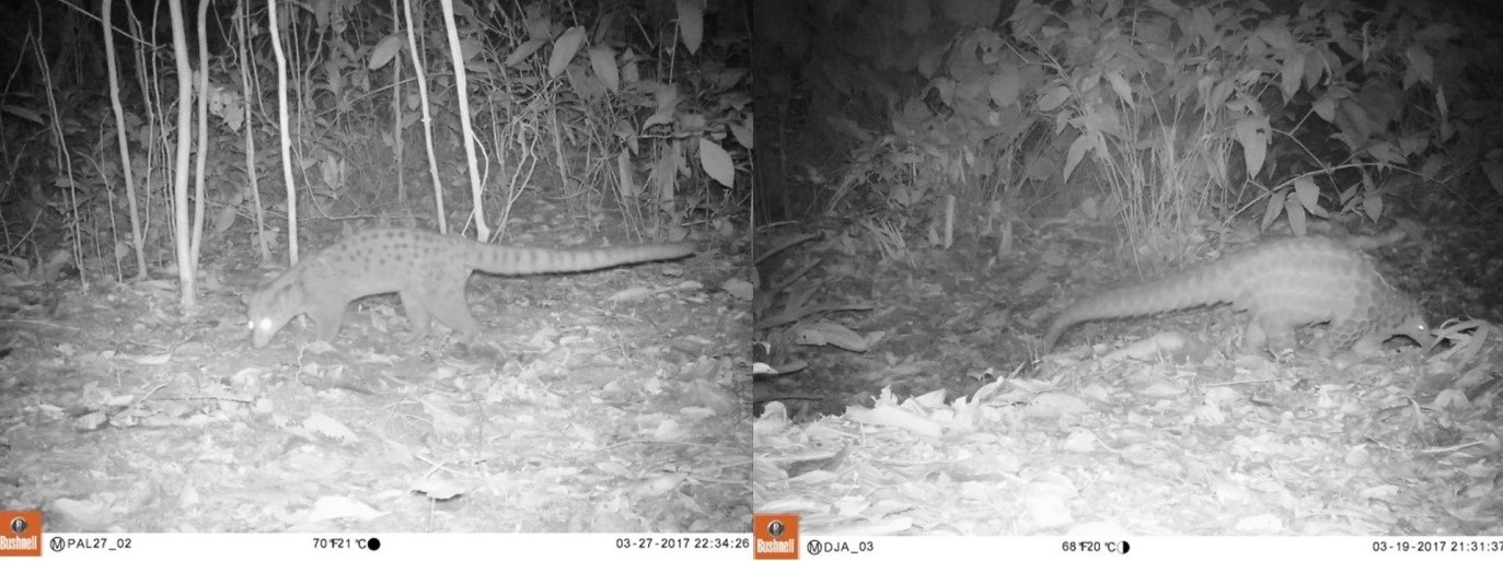 Mammels night cam