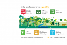 SDGs & responsible forest management