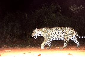 BOLIVIA Jaguar_big cat (c) Rosario Arispe en Claudia Venegas.jpg