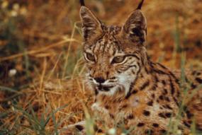 De Iberische lynx - iberian R Fritz Vollmar_WWF-Canon.jpg