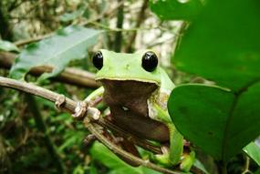 Frog in Maderacre forest