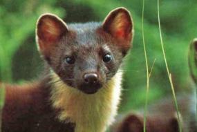 pine marten  Vincent Wildlife Trust