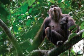 IUCN FSC & apes