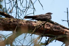 Nachtzwaluw Nightjar (bird) 