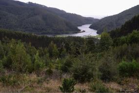 Part of a Chilean forest landscape 