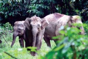 forest elephant in Malaysia