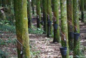 natural latex from rubber trees