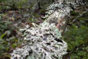 tree lichens swedish forest sweden
