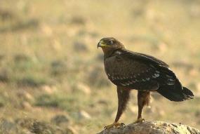 bastaardarend - spotted eagle - aigle criard 