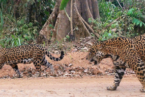 jaguars in forest