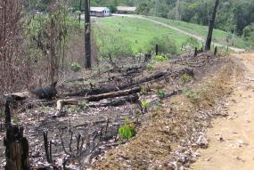 deforestation next to forest concession