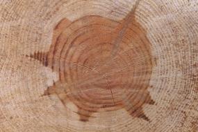 tree annual rings