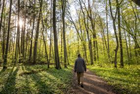 Person in forest
