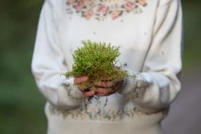 Moss in hands