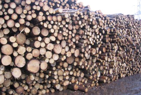 wood logs at log yard