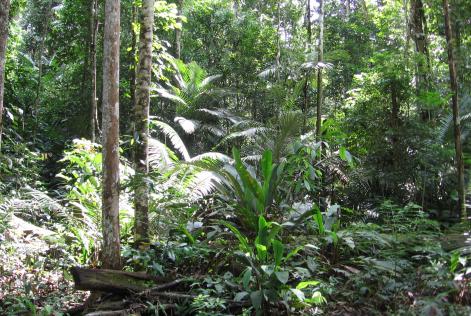 FSC forest in Brazilian Amazon