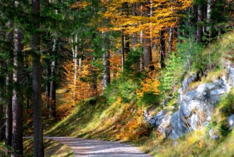 FSC forest in Italy