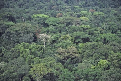 African rainforest CIB