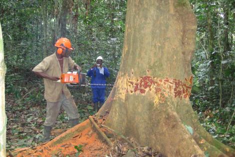 Forest worker in African tropical forest (FSC)