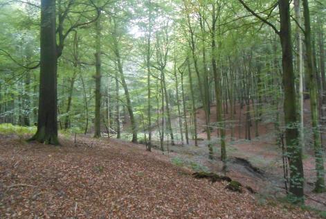 Sonian forest reserve