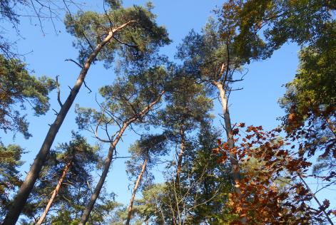 Canopy Belgian FSC forest