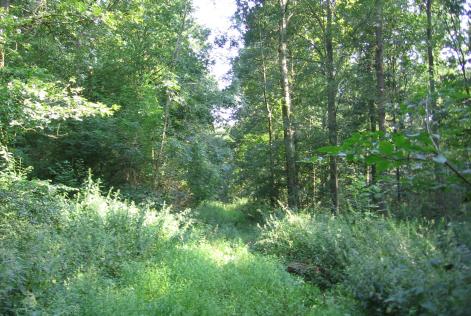FSC forest in Belgium