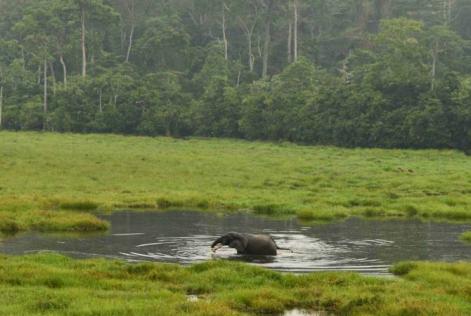 Elephant in Congo forest