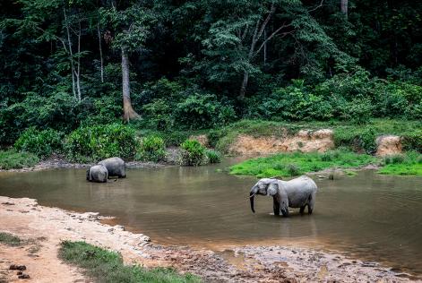elephants africa gabon forest