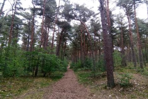 Pine forest in Flanders