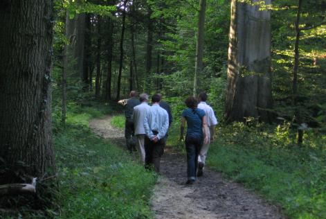 Audit in FSC forest