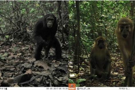 Monkey on camera - Gembloux Univ research