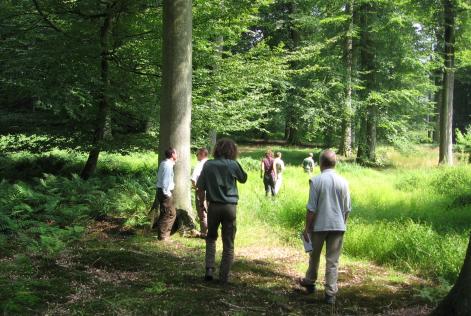 Audit in Sonian forest