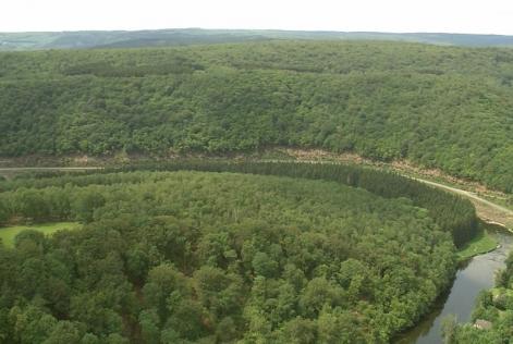 Walloon forest eagle view