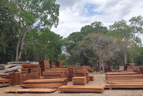 Selva Maya (c) Mark van Benthem / Probos