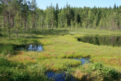 Forest and swamp Finland (c) Milan Reška