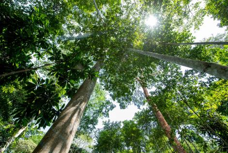Gabon © FSC International