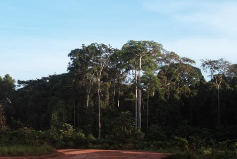 Congo Basin