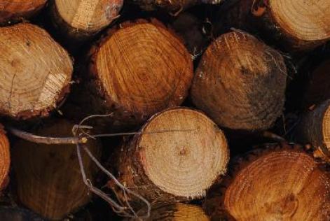 Wood pile