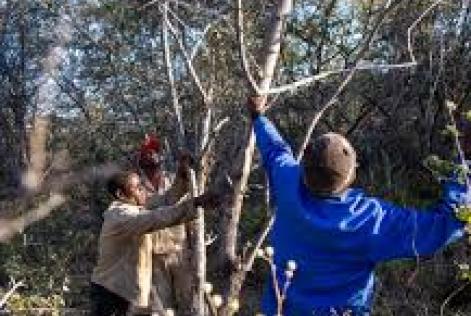 Namibia's thorny problem