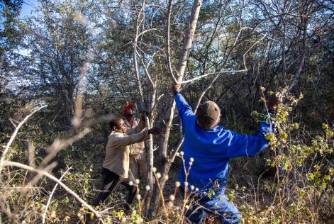 Namibia's thorny problem