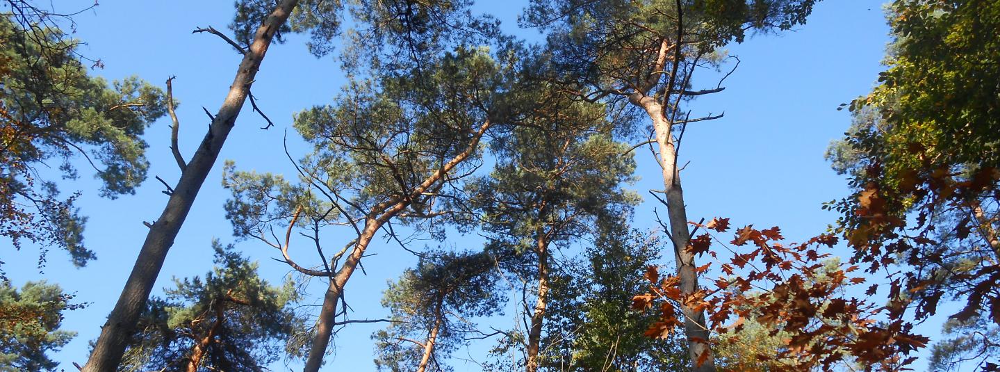 Canopy Belgian FSC forest
