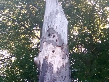 dead wood standing tree with bird holes