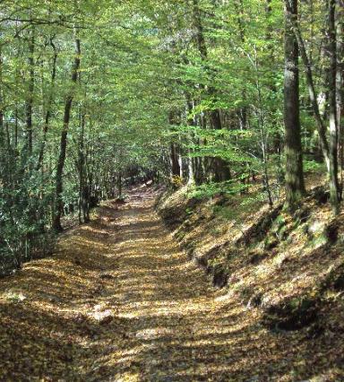 Forest road in Walloon forest