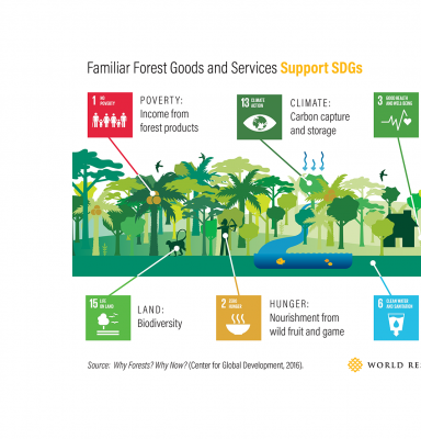 SDGs & responsible forest management