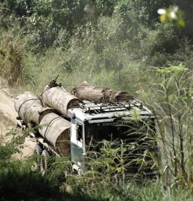 Logs on truck