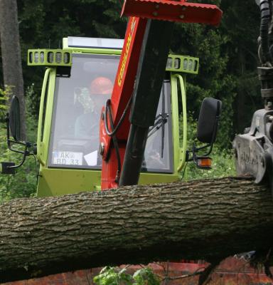 tree harvesting