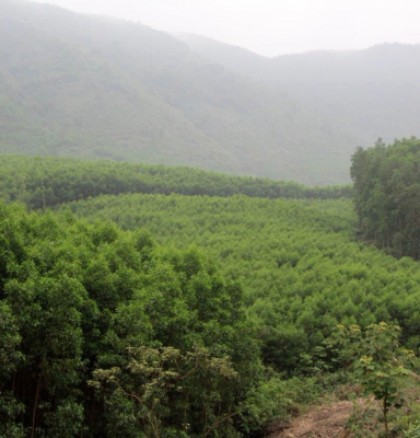 Acacia plantations vietnam cooperative 